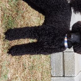 Loki - Poodle