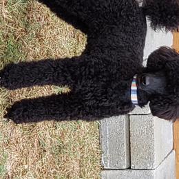 Loki - Poodle