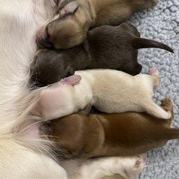 Dachshund Puppies from Channelledox