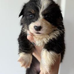 Jelly bean- Full fluff - Black and tan male Pembroke Welsh Corgi puppy in Aberdeen, Washington from Coastal country Farms