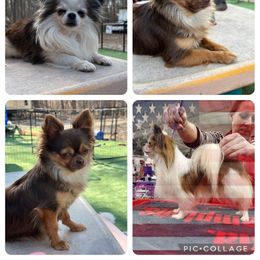 Tru - Chihuahua