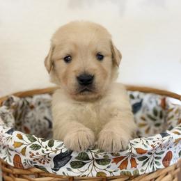 Ms White - Golden female Golden Retriever puppy in Moapa, Nevada from Little Bitta Luck Farms