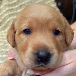 Blue - Yellow male Labrador Retriever puppy in Dinwiddie, Virginia from Lady Oak Labradors