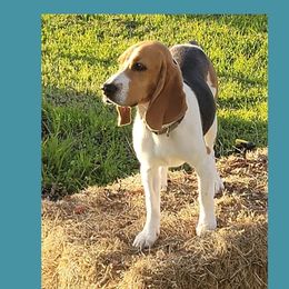 pismo - Beagle