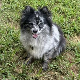 Sophie - Pomeranian