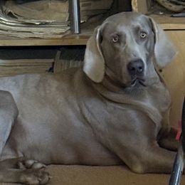 Lucy - Weimaraner