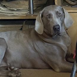 Lucy - Weimaraner