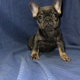 French Bulldog Puppies from Presidential Frechies