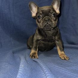 French Bulldog Puppies from Presidential Frechies