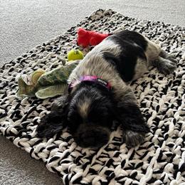 June Bug - Black and white female English Springer Spaniel puppy in Coeur D'alene, Idaho from Springer Hollow