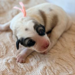 Sage - Pink - White and badger female Great Pyrenees puppy in San Marcos, California from Faith Family Freedom Farm
