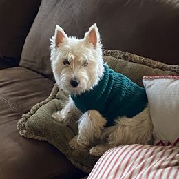 Mae - West Highland White Terrier