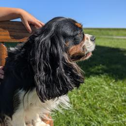 Cavalier King Charles Spaniel puppies from TLC Pups