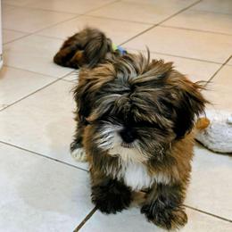 Rogan - Brindle male Lhasa Apso puppy in Hillsboro, Oregon from Luv-N-Laughter Lhasa Apsos