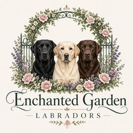 Labrador Retrievers from Enchanted Garden Labradors
