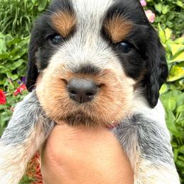 Perch - Tri-Roan female English Springer Spaniel puppy in Bay City, Wisconsin from Springer Hills Farm