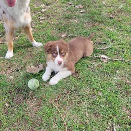 Kat - Red tri-color female Australian Shepherd puppy in Kenosha, Wisconsin from Out of this World Aussies