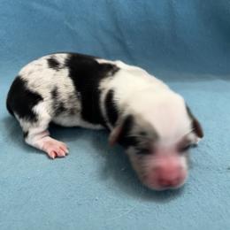 Girl 1 Bluie Merle - Blue female Pembroke Welsh Corgi puppy in Moundville, Alabama from Cartee Corgis - Debi Cartee Mills