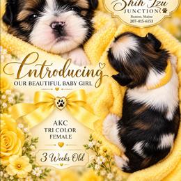 Puppy 4 yellow - Tricolor female Shih Tzu puppy in Buxton, Maine from Shih Tzu Junction