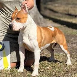 Mandy - American Staffordshire Terrier