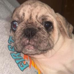 Boy 1 - White male Pug puppy in Gadsden, Alabama from Carla's Pugs