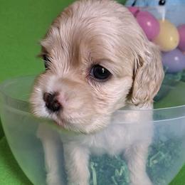 Fern - Buff female Cocker Spaniel puppy in Crossville, Tennessee from Timber Sunrise Cockers
