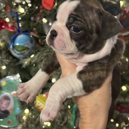 Brindle Female - Brindle and white female Boston Terrier puppy in Mc Donough, Georgia from Ballard Boston Terriers