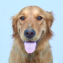 Jenny - Golden Retriever