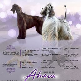 Afghan Hound Puppies from Ahava Afghan Hounds