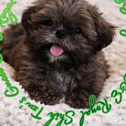 Gucci Rare Merle - male Shih Tzu puppy in Athens, Georgia from C&E Royal Shih Tzu