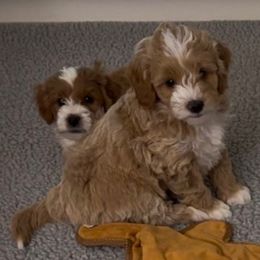 Boy 3 - Red  male Goldendoodle puppy in Newaygo, Michigan from West Michigan Doodles and Poodles