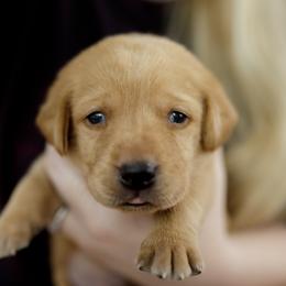 Guinness - Yellow male Labrador Retriever puppy in Allons, Tennessee from UC Labradors LLC
