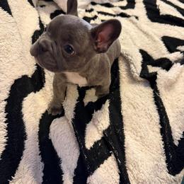 French Bulldog Puppies from Pardon My Frenchies