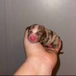 Ginger - Red merle female Miniature Australian Shepherd puppy in Liberty, Mississippi from Liberty Oaks Aussies and Dachshunds