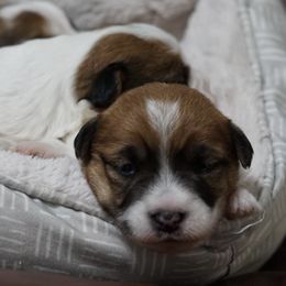 Russell Terriers from Finnabair-Anu Russell Terriers
