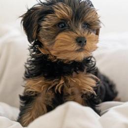 Old English Sheepdog, Poodle, Sheepadoodle, and Yorkipoo Puppies from Love Tallulah Sheepadoodles LLC