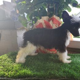 Ppm5 - Black and white male Chinese Crested puppy in New Castle, Pennsylvania from Long Rotts & Long Haul Cresteds