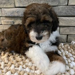Belle - Tri-color female Bernedoodle puppy in Hackleburg, Alabama from The Doodle Patch
