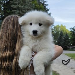 Black boy - White male Samoyed puppy in Elwell, Michigan from Limelight Samoyeds