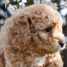 Cavapoo Puppies from The Cuddle Cavapoo Co.