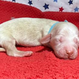 MWF3 cream or red - Cream female Dachshund puppy in Carthage, Texas from Rafter C Ranch Doxies