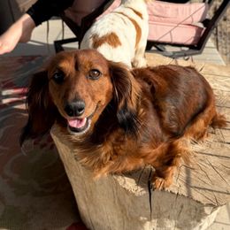 Dixie - Dachshund