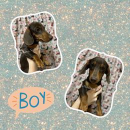 Boy 2 - Chocolate and tan Dachshund puppy in Texas from Urban’s Southern Dacshunds