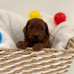 Orange collar - Red  female Goldendoodle puppy in Monrovia, California from Fancy Paws Inc
