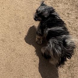 Astro - Black and tan male Companion Cross puppy in Calhan, Colorado from Millennium Falcon Kennels
