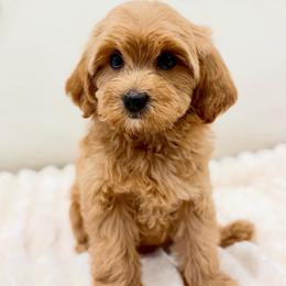 Rose - Red female Australian Labradoodle puppy in Auburn, Washington from West Valley Labradoodles