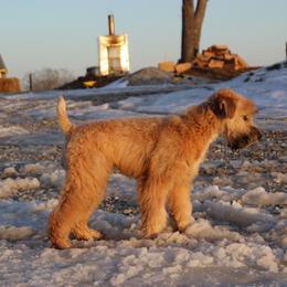 Australian Shepherd and Soft Coated Wheaten Terrier Puppies from Ironwood Ridge Kennels