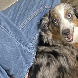 Miniature Australian Shepherds and Toy Australian Shepherds from Duclops Ranch Aussies