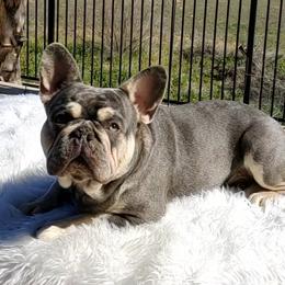 Cannoli - French Bulldog