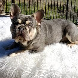 Cannoli - French Bulldog